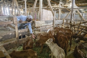 Der Betriebsleiter schaut nach dem Nachwuchs der etwa 100 Tiere zählenden Viehherde.