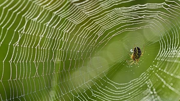 Wenn Spinnen vereint weben ...