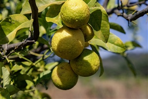 Orangen können auch gelb und grün sein – dem Geschmack tut das keinen Abbruch.