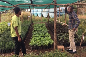 In der Nono-Baumschule wachsen Setzlinge heran. Sie werden u.a. an Bauern in der Umgebung weitergegeben.